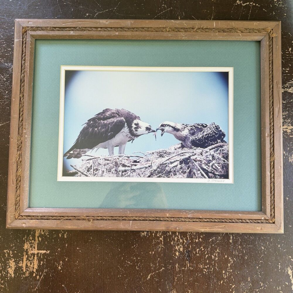 Gordon Spraker Signed Framed Osprey Photo Withlacoochee River Dunnellon FL 19x15